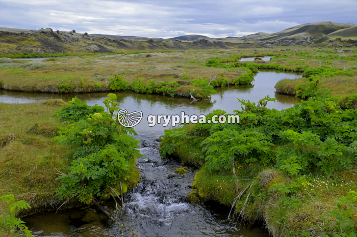 Zone humide en Islande - gryphea.org
